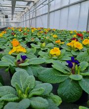 Blumen Block Bild 3