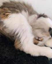 The Country Inn For Cats image 16