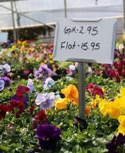 Breshear's Nursery & Greenhouse image 7