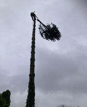 Ent . Dole image 1