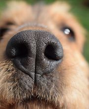 Patte et Museau image 8