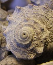 BlumenAmbiance GmbH Bild 9