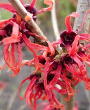 Baumschulen Eilers GbR Bild 9