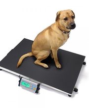 Mancel Pesage image 8