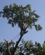 Berliner Baum Team GmbH Bild 3