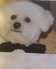 Domi'Dog image 1