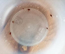 3D Nuisibles Extermination image 18
