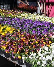 Blumen Eichenberger Oberrieden Bild 6