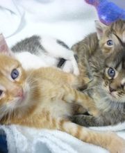 Clinique vétérinaire PK3 image 13