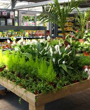 Pflanzencenter Dill Bild 3