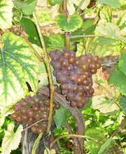 Le Bôle d'Or Bild 5