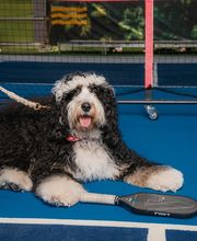 Sip & Pickle - Pickleball Social Club image 12