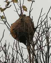 Priouzeau Pro Nuisibles image 6