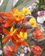 Fleur des Tropiques image 7