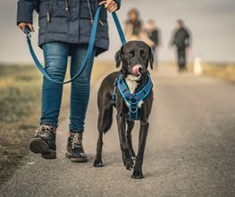 Hundeschule Wauschlau - Mantrailing Mantrailing bei der Hundeschule Wauschlau: Anspruchsvolle Nasenarbeit, bei der Hunde lernen, Menschen über Geruch zu verfolgen. Beliebt als Freizeitbeschäftigung oder professionelles Training zur Personensuche.