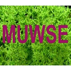 Muwse Bettina Bunzel