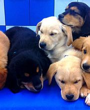 Kleintierpraxis am Obersee GmbH Bild 5