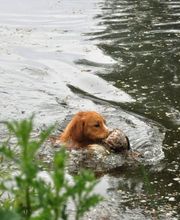 Jagdhundeausbildung Sommer Bild 4