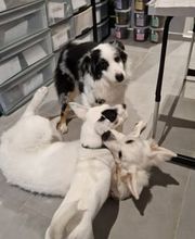 Crousticanin image 10