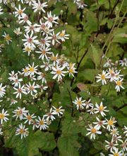 Staudengärtnerei David Müller Bild 28