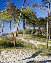 Tourismusverband Fischland-Darß-Zingst e.V. Bild 5