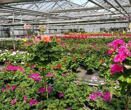 Blumen Krippner Bild 1
