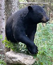 Arrowed 1 Taxidermy image 3