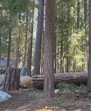 Southern Oregon Tree Care LLC image 19
