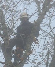 Dans Les Arbres image 2