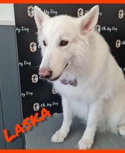 So My Dog Vergèze image 15