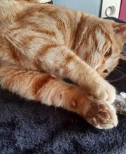 Cani Services image 13