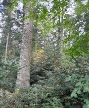 B Bois Forêts image 14