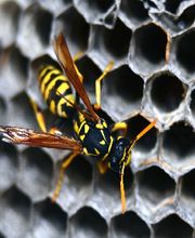 Action anti-nuisibles image 2