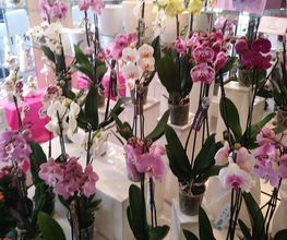 A la Fleur de Nice image 10