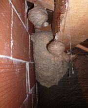 HS Nuisibles image 7