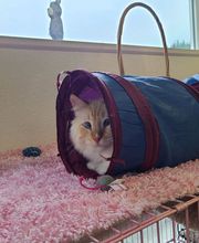 The Country Inn For Cats image 18