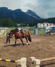 Wohlis Kutschbetrieb &  Ginas Reitschule Bild 10