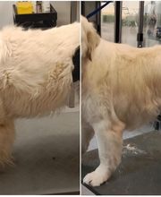 Toiletteur Zencani'cat image 5