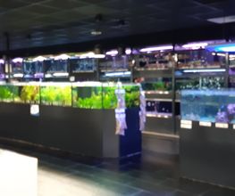 Animalis Antibes image 1