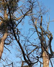 NOEL PAYSAGE image 5