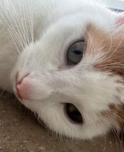 Maggy's Mobiler Katzenservice Unna Bild 13
