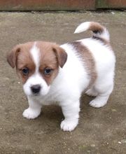 Aline Toilettage image 20