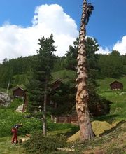 Arbre & Co Sàrl Bild 10