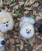 Patte et Museau image 3