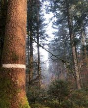 Forest Expert Solutions image 1