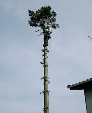 Dobigny Elagage image 15