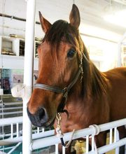 Shawnee Animal Hospital image 3