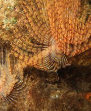 Domenico Rizzi immagine 3