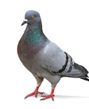 Schäbek Schädlingsbekämpfung Bild 3