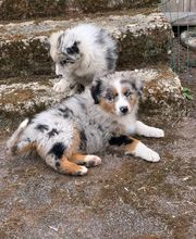 Elevage Kimy's Valey image 5